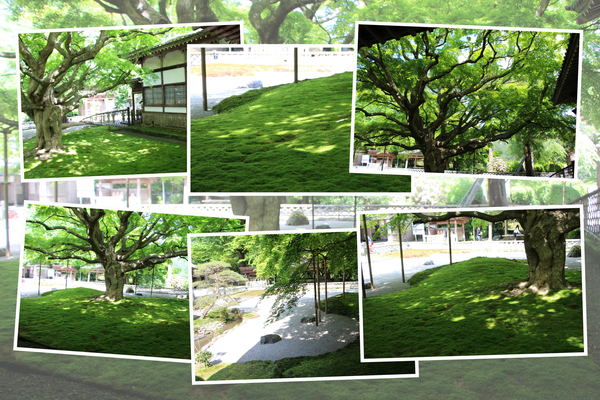春・新緑期の大楓と苔庭の木漏れ日/癒し憩い画像データベース