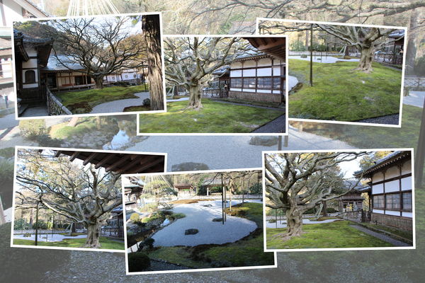 冬・落葉期の大楓と石庭/癒し憩い画像データベース