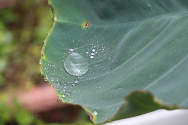 里芋の葉と雨滴/癒し憩い画像データベース