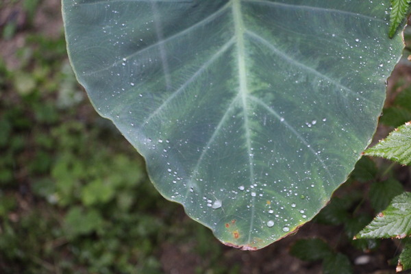 里芋の葉と雨滴たち/癒し憩い画像データベース