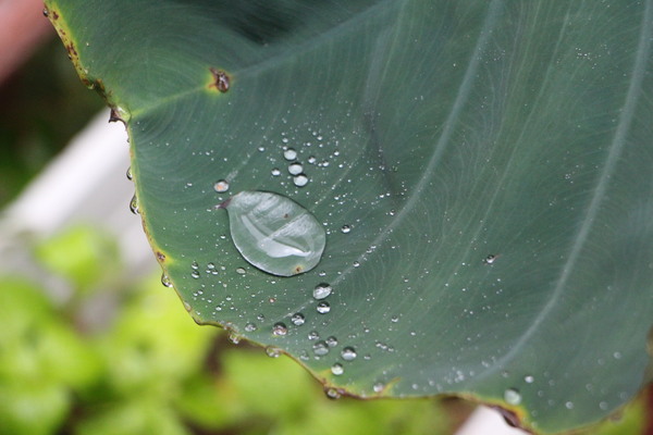 里芋の葉と雨滴/癒し憩い画像データベース