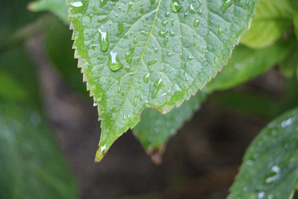 緑葉と雨滴/癒し憩い画像データベース
