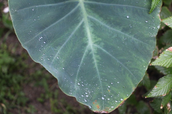 里芋の葉と小さな雨滴たち/癒し憩い画像データベース