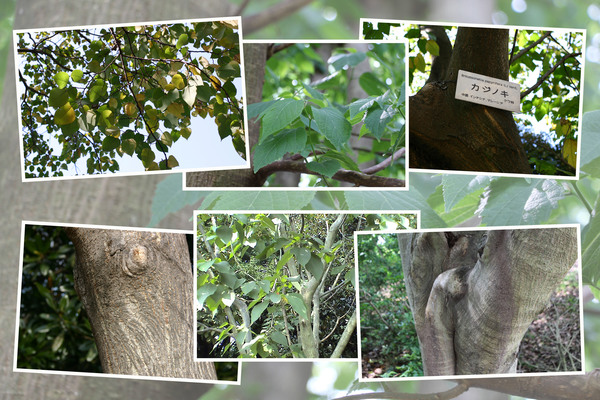 カジノキ「樹木と木肌」/癒し憩い画像データベース