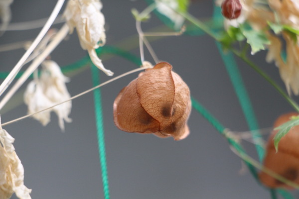 フウセンカズラの果袋と透けて見える種子/癒し憩い画像データベース