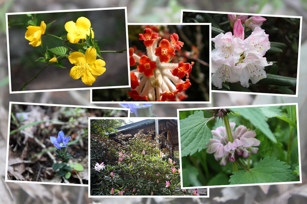 春の竈門神社「境内に咲いた花たち」/癒し憩い画像データベース
