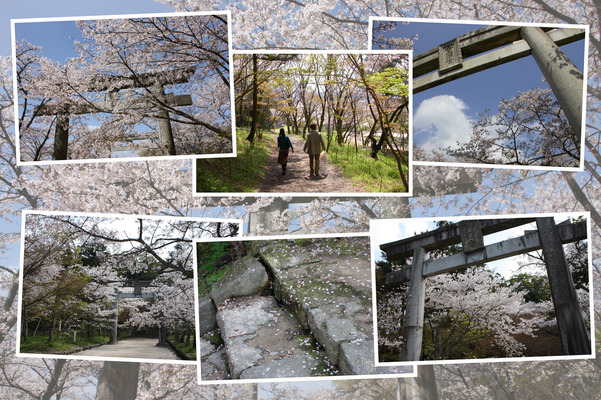 春の竈門神社「参道・鳥居と満開の桜」/癒し憩い画像データベース