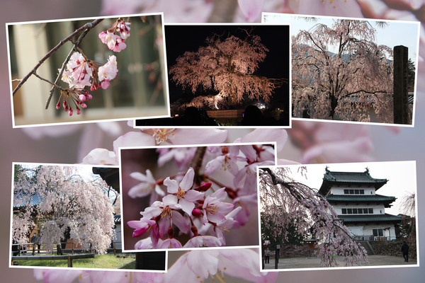 各地の枝垂れ桜/癒し憩い画像データベース