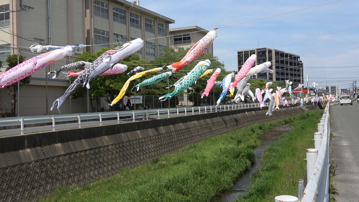 市街地の川と鯉のぼり/癒し憩い画像データベース