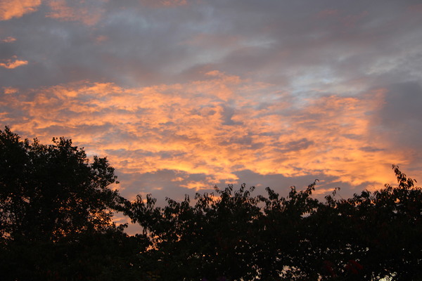 秋の夕焼け雲と木々/癒し憩い画像データベース