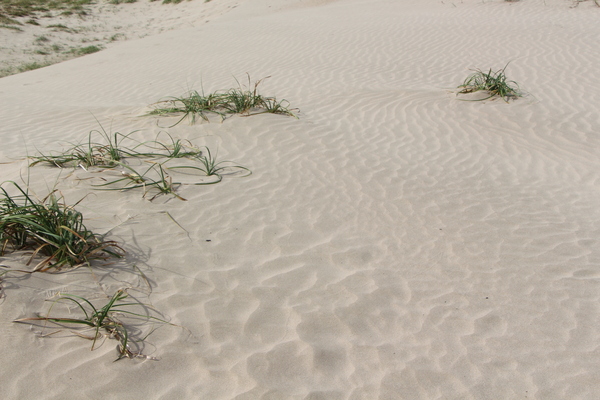 �������ߡֺ��֤������/�����Ƥ������ǡ����١���