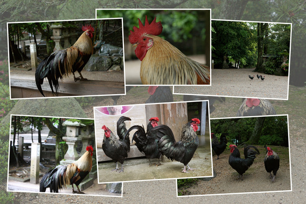 ���ɤ��о���ܡָ���ܤ�����/�����Ƥ������ǡ����١���