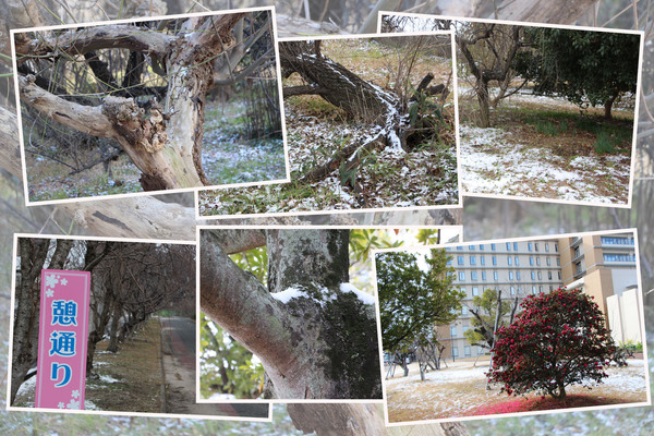 冬・降雪と積雪の「樹木・庭・並木」/癒し憩い画像データベース 冬・降雪と積雪の「樹木・庭・並木」/癒し憩い画像データベース