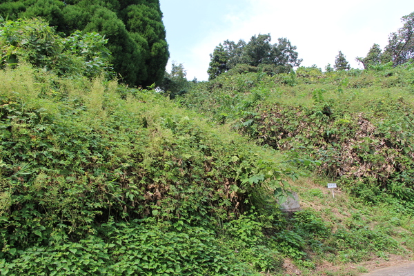 ������סֽ޶�Ƿ��פΡ�B29������ϡ�/�����Ƥ������ǡ����١���