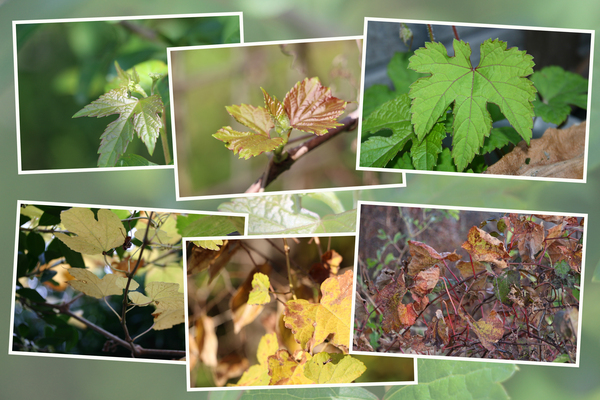 Υ֥ɥƺˡդΰܤѤ/Ƥǡ١