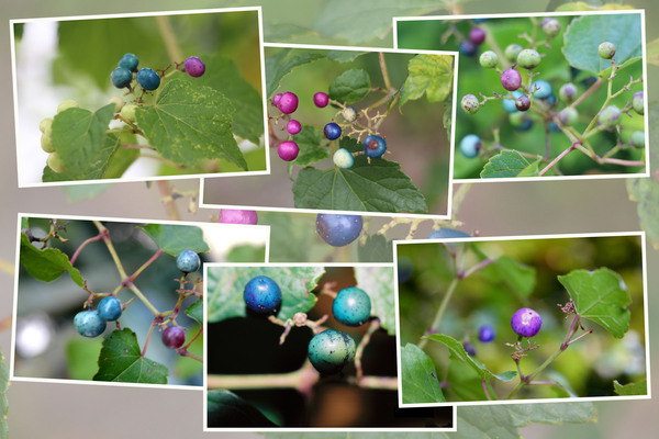 Υ֥ɥƺˡ¿̤ʿμ¤/Ƥǡ١