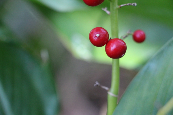 �֥����Υ��ޥ������פ��֤���/�����Ƥ������ǡ����١���