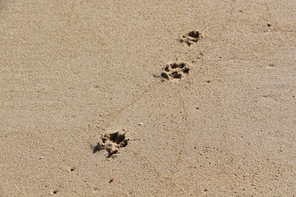 ���ͤȸ���­��/�����Ƥ������ǡ����١���