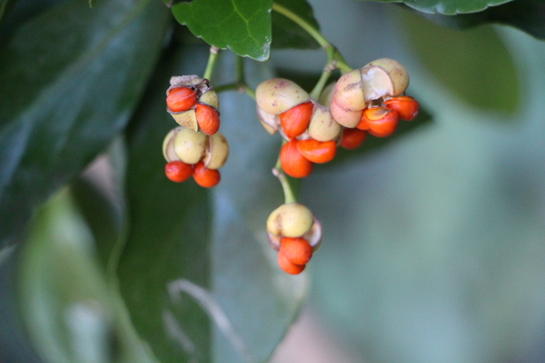 �ޥ����μ¤ȼ��/�����Ƥ������ǡ����١���