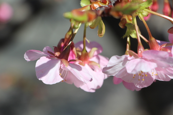 ��������۸��ˤβ֤��ձ�/�����Ƥ������ǡ����١���