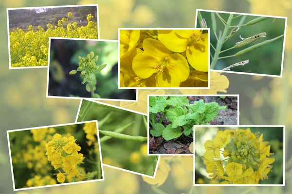 �ʥΥϥʡʺڤβ֡ˤλ͵�/�����Ƥ������ǡ����١���