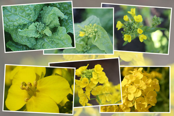 �ʥΥϥʡʺڤβ֡ˡ�鲤���֤ء�/�����Ƥ������ǡ����١���