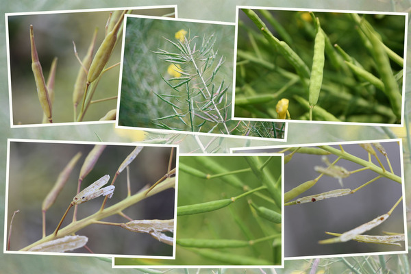 �ʥΥϥʡʺڤβ֡ˡ�財ʼ¡ˤȼ�Ҥ�����/�����Ƥ������ǡ����١���