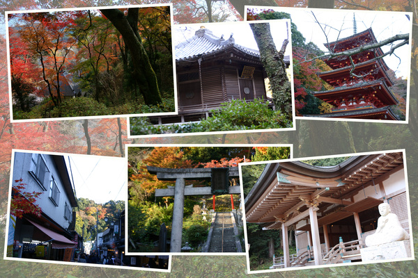 ����Ĺë���ָ޽��㡦���Ʋ�� ��Ĺë��������Į�����/�����Ƥ������ǡ����١���