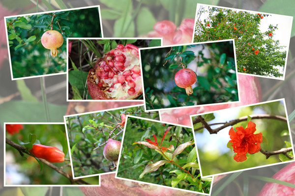 �����������ءˤλ͵��ֲꡦ���ա��֡��¡���ҡ�/�����Ƥ������ǡ����١���