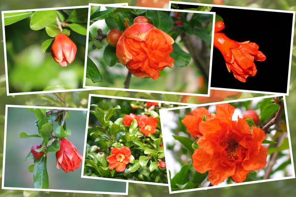 �����������ءˡ�鲤���֤ء�/�����Ƥ������ǡ����١���