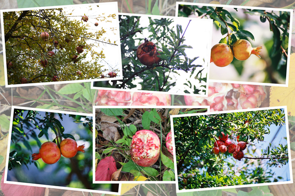 �����������ءˡּ¤ΰܤ��Ѥ���/�����Ƥ������ǡ����١���