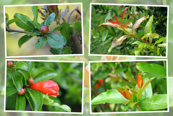 �����������ءˡ֤����ƺƤӡ����դ���鲤ء�/�����Ƥ������ǡ����١���