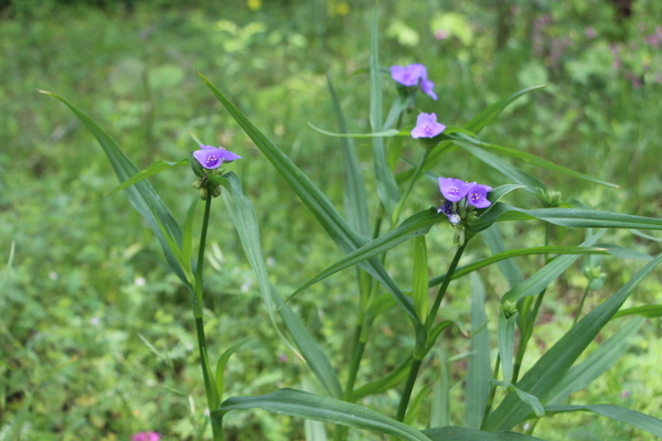 ��Υ�饵���ĥ楯��(��Ϫ���/�����Ƥ������ǡ����١���