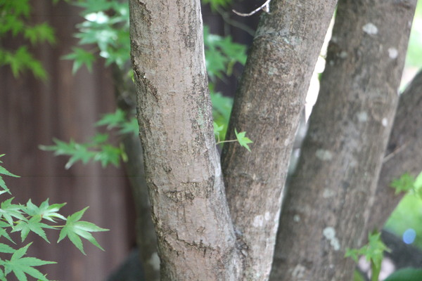 ������ȩ�ȴ�����μ���/�����Ƥ������ǡ����١���