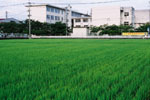 福岡市内の稲作