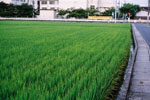 福岡市内の稲作