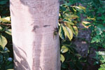 クロガネモチの木とクマゼミ