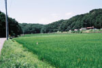 里村の稲作