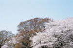 春霞のもとの桜