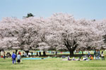満開の桜を囲む花見客