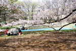 砧公園の桜花