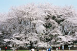 桜の巨木