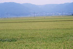 稲作風景