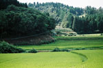 里村の稲作