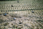 刈り取り後の田に集まるハト