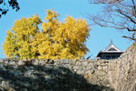 熊本城石垣と黄色に染まるイチョウ