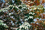 色づく栃の木の葉