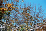 秋の陽で色づく栃の木