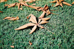 トチノキの落ち葉