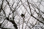 冬の木の枝に止まる野鳥